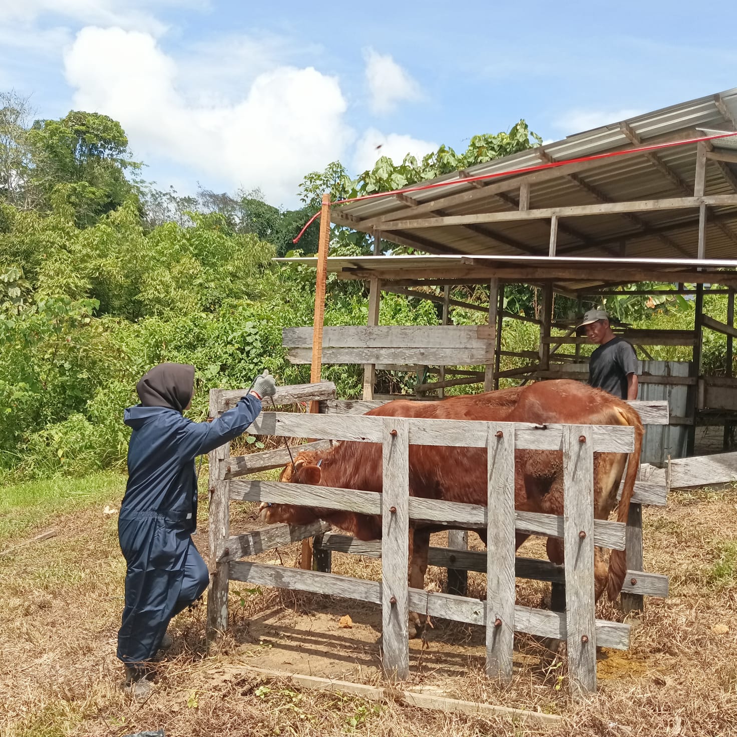 AGRIBISNIS TERNAK RUMINANSIA
